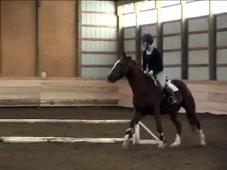 Gilligan - Thoroughbred Gelding - Sold