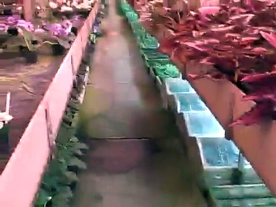 African Violets at Lyndon Lyon Greenhouse in Dolgeville, NY