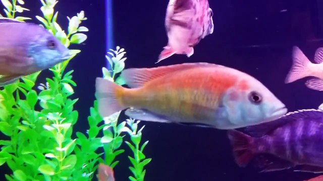 300 gallons African cichlids aquarium......first video!!! Enjoy!!!