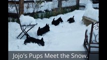 Scottie Pups Meet the Snow