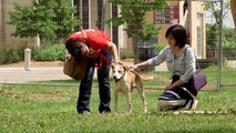 Toronto's Mega Pet Adoption Event Offers Hope to Homeless Pets