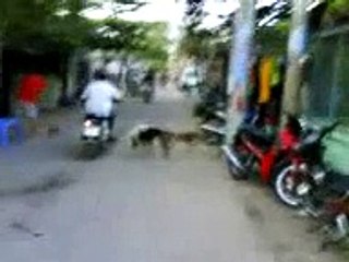 Dogs Jacking Off