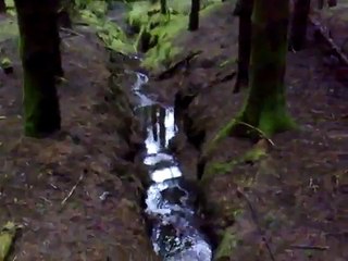 Rottweiler and english bulldog