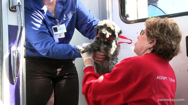 Celebrities assist in puppy mill puppies rescue