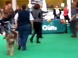 A Gradevole owned Italian Spinone winning Best of Breed at Crufts 2011