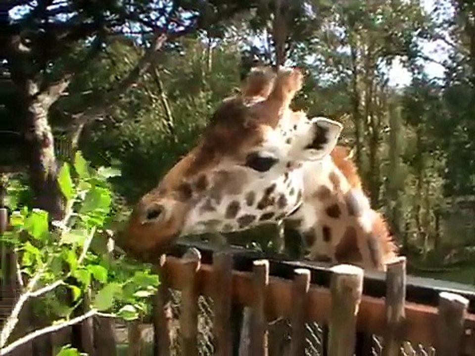 Giraffe Encounter - Wellington Zoo - New Zealand