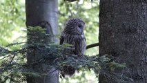 Puštík bělavý Strix uralensis Ural Owl