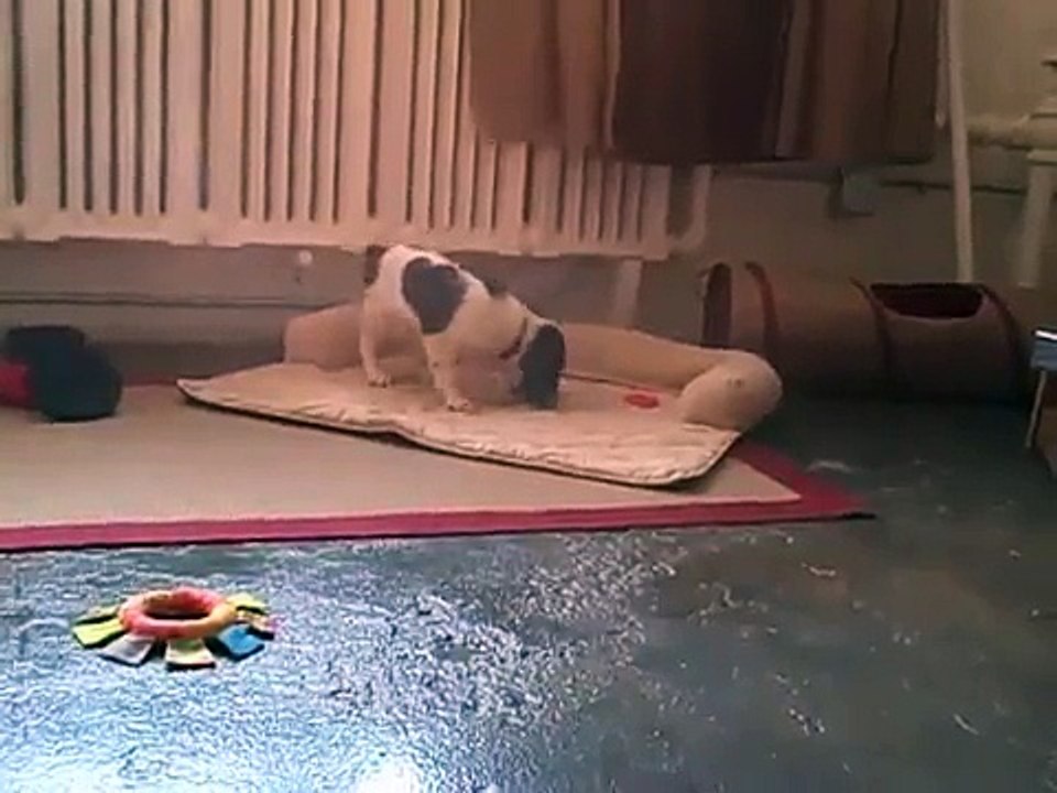 Cute & funny!  English Cocker Spaniel puppy in play & run mode