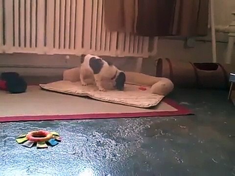 Cute & funny! English Cocker Spaniel puppy in play & run mode