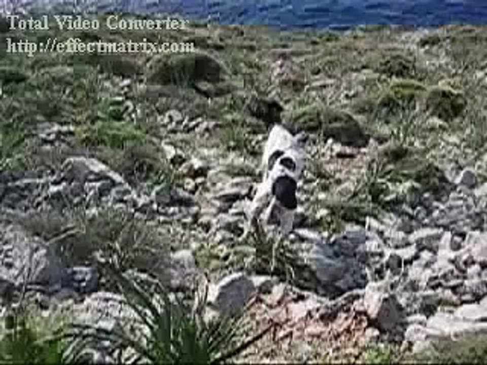 Keklik ferma