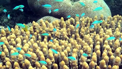 The Great Barrier Reef - Lizard Island, Australia