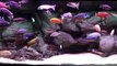 African Cichlid Malawi Peacock & Hap Show Tank - Wide View. January 26, 2015.