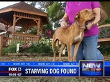 FOX 13 New Coverage of Starving Dog, Victor