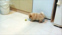 Chow chow puppy  Bobby Vs lemon very funny..