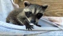 Pumkin, orphaned raccoon baby raised at the Rainbow Wildlife Rescue