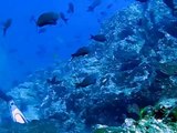 Hammerhead Dive Cocos Island