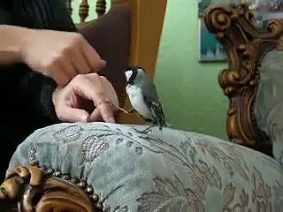 Das Beste von Meise Pete - the best of titmouse Pete