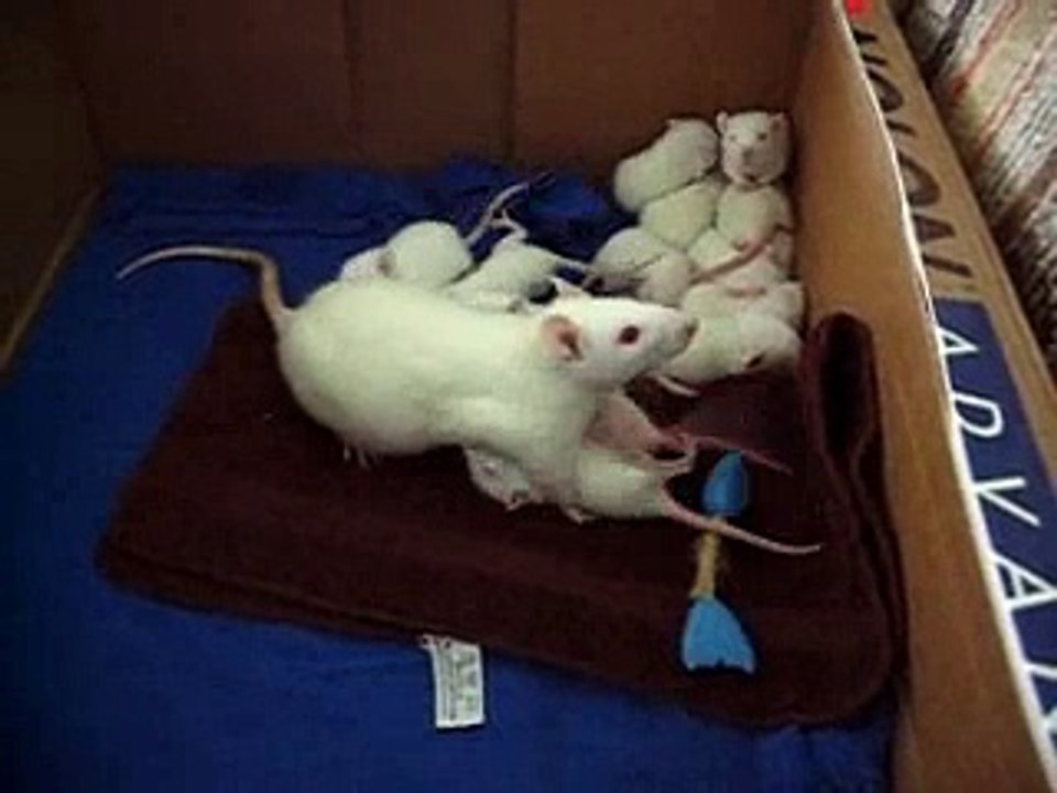 Baby rats chase mom for milk