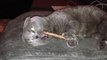 Cute Scottish Fold cat going crazy on catnip stick