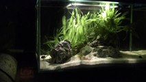 Fluval EDGE w/ pistol shrimp and watchman goby