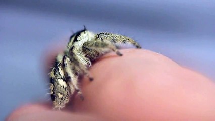 Heavy Jumping Spider (Hyllus diardi)