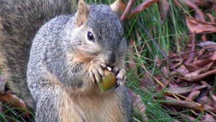 Squirrel Eating Acorn
