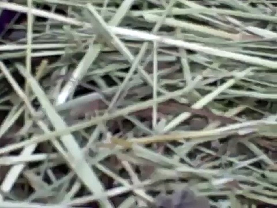 Timothy Hay Info