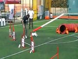Pepe Agility Jack Russell Terrier