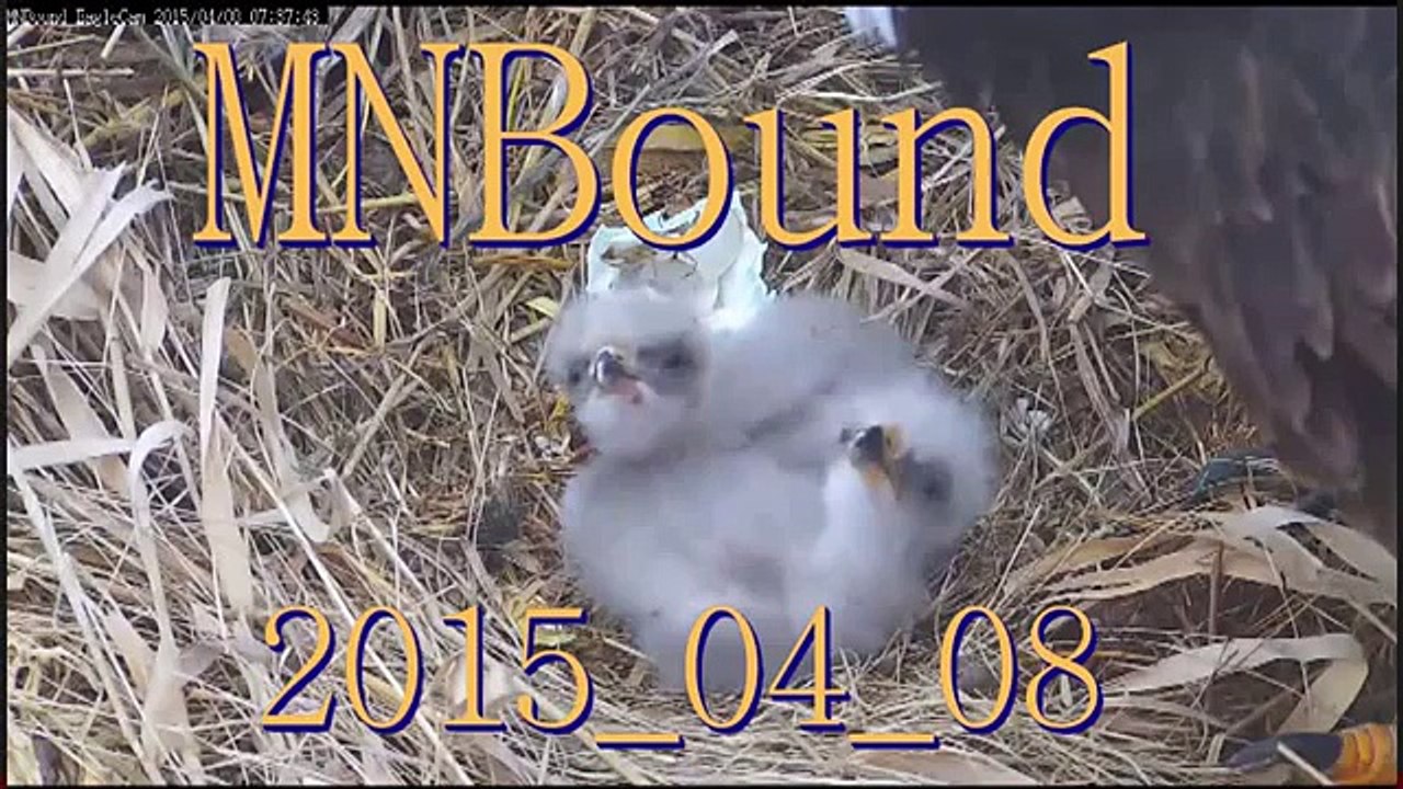 2015_04_08_MNBound Eagles feeding two chiks