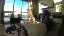 Adorable Dog’s Funny Failures - Dog's Doing Dog Things
