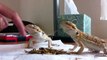 Bearded Dragons Pet Dragons - Exotic Lizards - Great Pets and Easy to Manage