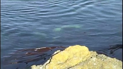 Experience Lime Kiln (High Quility)