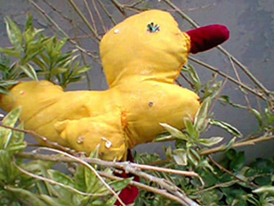 duck