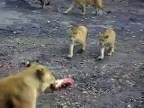 Burgers Zoo, leeuwen eten