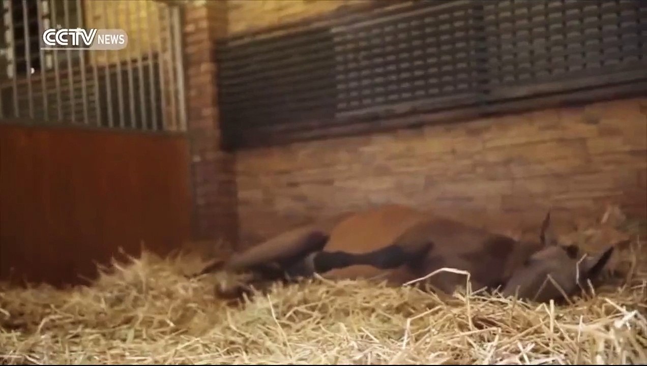 Witness the birth of a baby Ferghana horse -RAW VIDEO