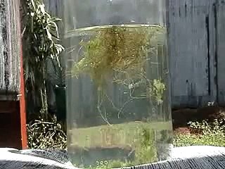 Video Artemia San Ramon Dia