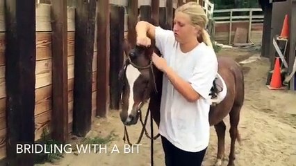 Billy- Horse/Pony For Sale