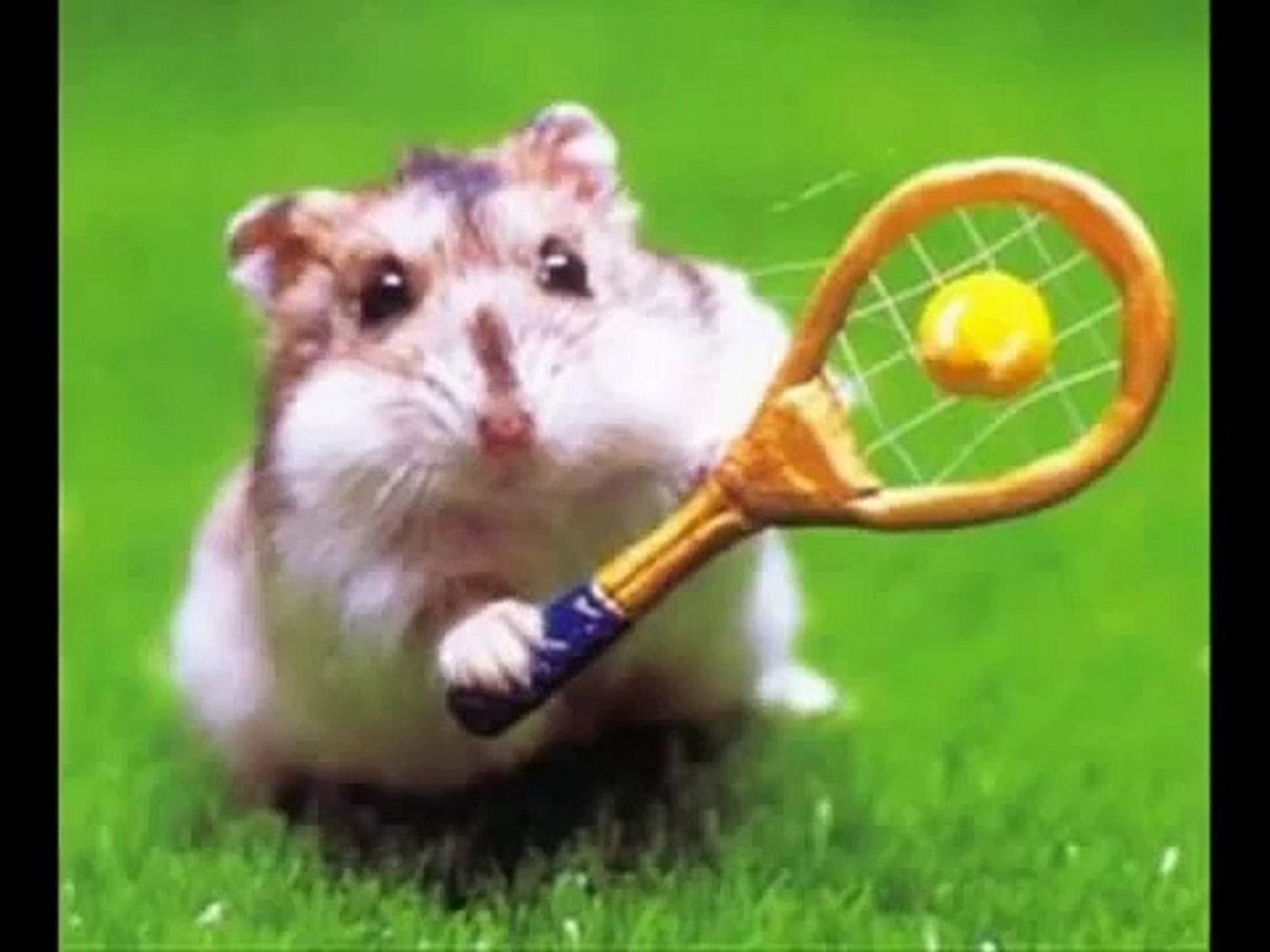 ⁣Hamster sex