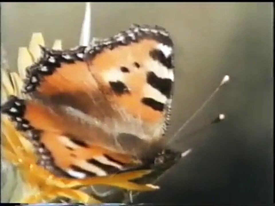 Michele Gandin: LA FARFALLA (1971)