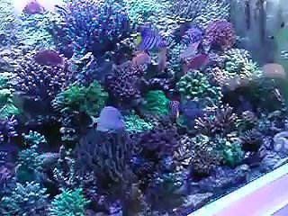 reef tank Aquarium recifal