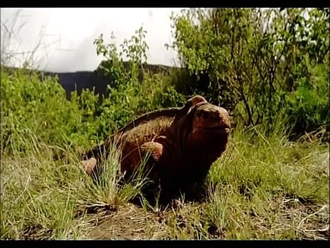 Sir David Attenborough Reveals The Pink Iguana on Galapagos 3D - Behind-The-Scenes