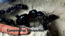 Camponotus ligniperdus