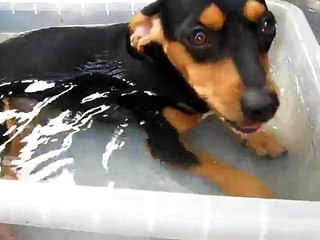 Pinky tomando banho na sua 'piscina'. É uma figura!