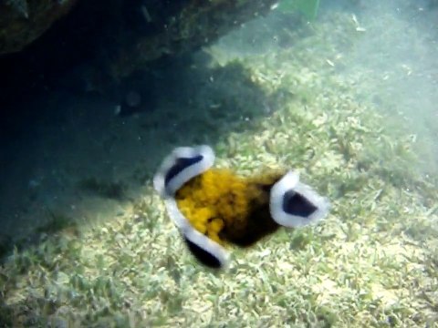 Spanish Dancer in Aqaba, Jordan (Red Sea)