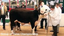 National Hereford Calf Show at Agri Expo 2012