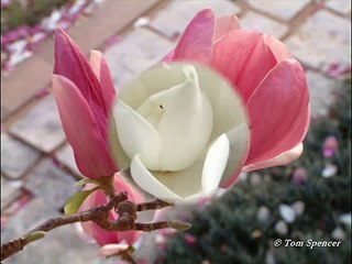 Magnolia ~ J.J. Cale