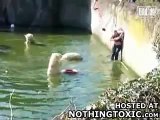 Se cae a una piscina llena de osos polares