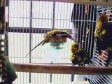 Birdie Bathtime - Sun Conure Parrots Taking Their Bath