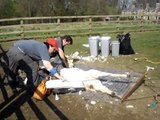 Alpaca shearing at www.barnacre-alpacas.co.uk