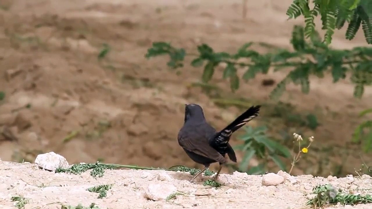 The Black Bush Robin